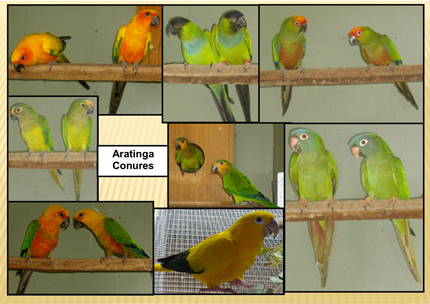 Species at Bimbimbi Birds